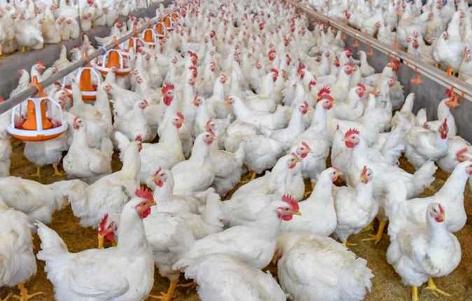 أسعار الدواجن واللحوم