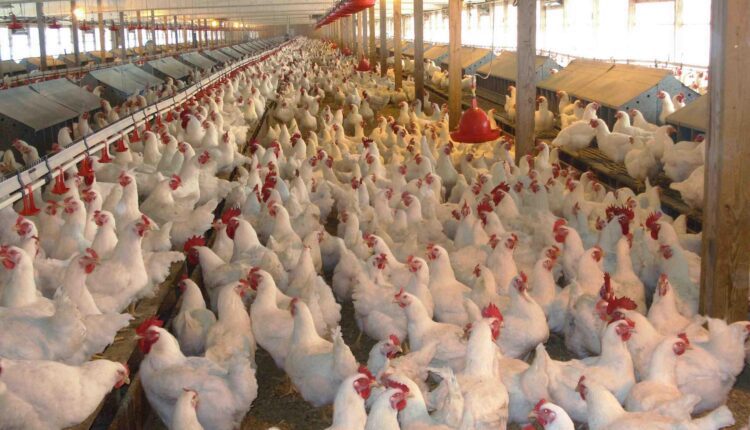 المصرية للدواجن