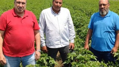 "الزراعة" تواصل المتابعة الميدانية لحقول إكثار القطن لضمان جودة التقاوي بالجمهورية 2 WhatsApp Image 2026 08 16 at 14.15.52 e1786887490856